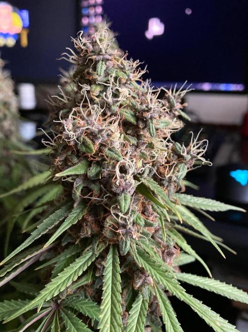 3M 🔻 Mendocino Purple Kush. Week 16