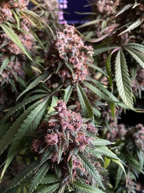 3M 🔻 Mendocino Purple Kush. Week 16