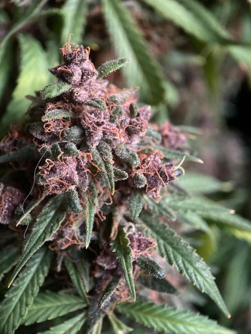 3M 🔻 Mendocino Purple Kush. Week 16