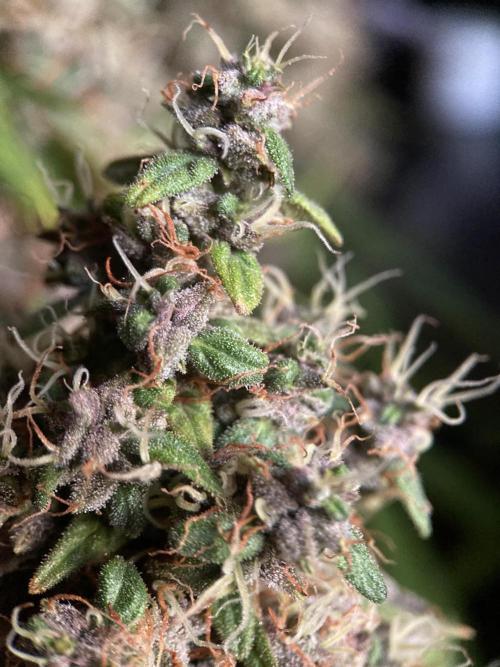 3M 🔻 Mendocino Purple Kush. Week 16