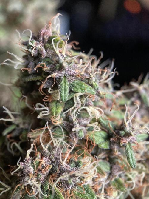 3M 🔻 Mendocino Purple Kush. Week 16