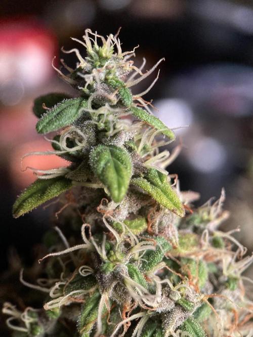 3M 🔻 Mendocino Purple Kush. Week 16