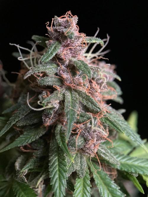 3M 🔻 Mendocino Purple Kush. Week 16