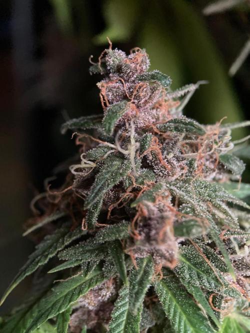 3M 🔻 Mendocino Purple Kush. Week 16