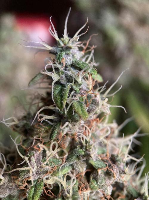 3M 🔻 Mendocino Purple Kush. Week 16