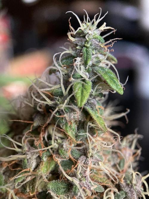 3M 🔻 Mendocino Purple Kush. Week 16