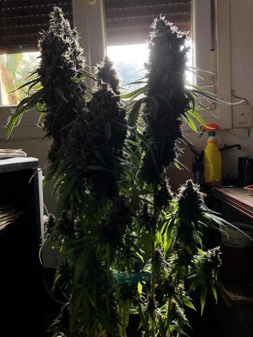 3M 🔻 Mendocino Purple Kush. Week 16