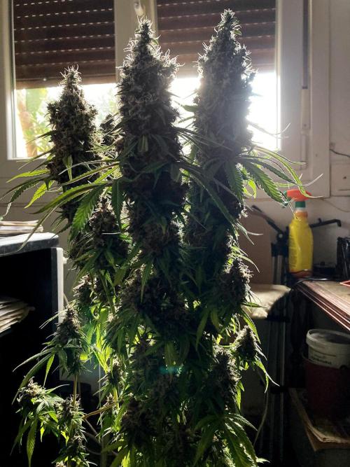 3M 🔻 Mendocino Purple Kush. Week 16