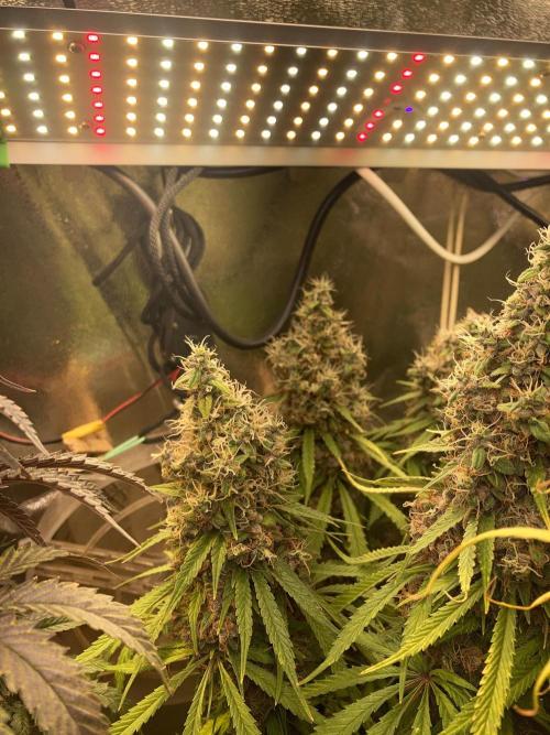 3M 🔻 Mendocino Purple Kush. Week 16