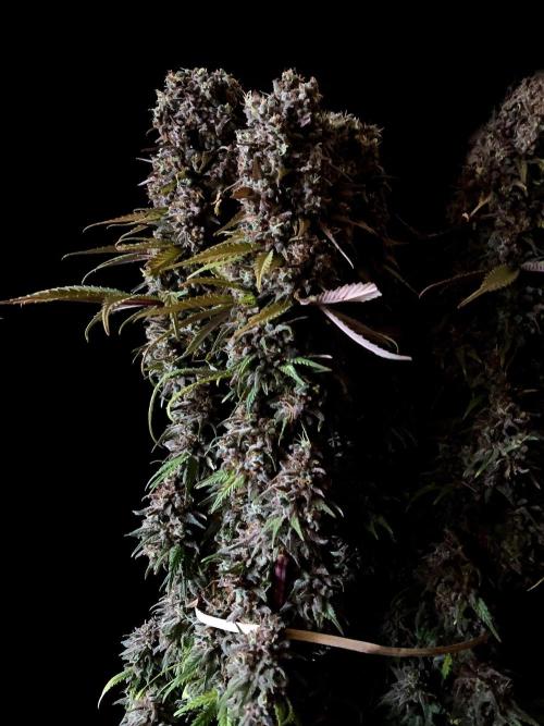 3M 🌟 Bahia Black Head. Week 18