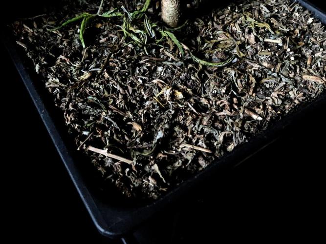 3M 🌟 Bahia Black Head. Week 18