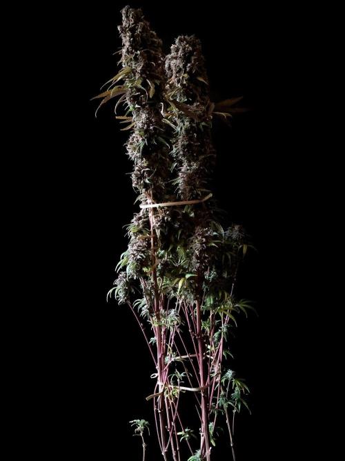 3M 🌟 Bahia Black Head. Week 18