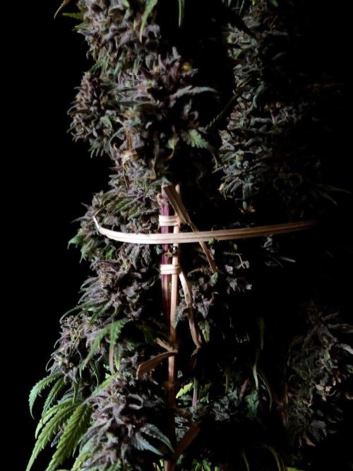 3M 🌟 Bahia Black Head. Week 18