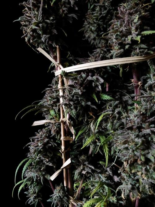 3M 🌟 Bahia Black Head. Week 18