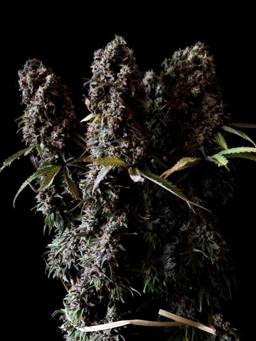 3M 🌟 Bahia Black Head. Week 18