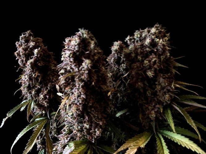 3M 🌟 Bahia Black Head. Week 18