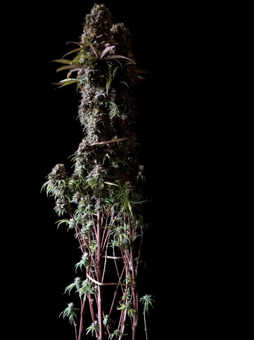 3M 🌟 Bahia Black Head. Week 18