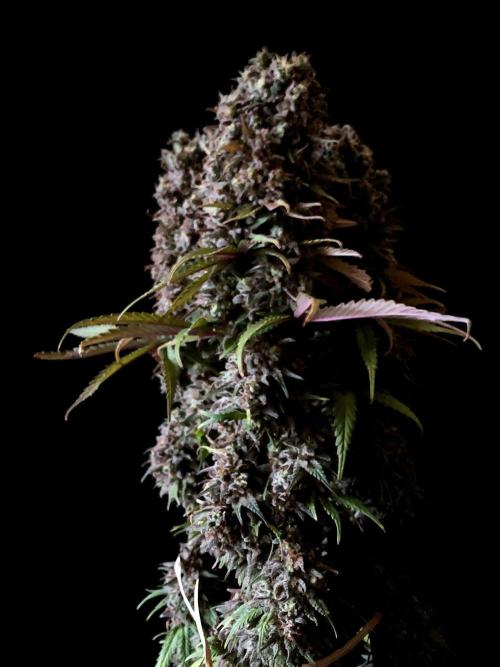 3M 🌟 Bahia Black Head. Week 18