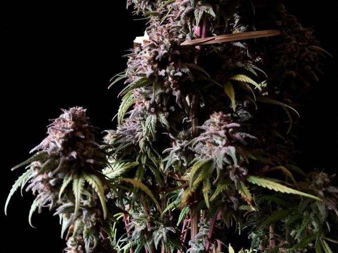 3M 🌟 Bahia Black Head. Week 18