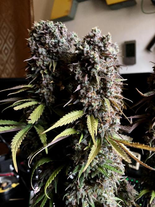 3M 🌟 Bahia Black Head. Week 18