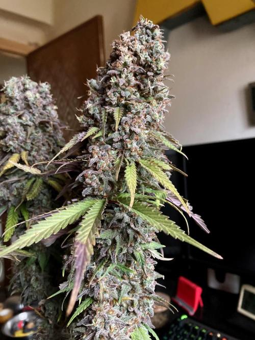 3M 🌟 Bahia Black Head. Week 18