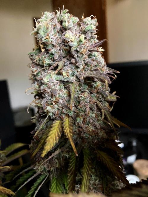 3M 🌟 Bahia Black Head. Week 18