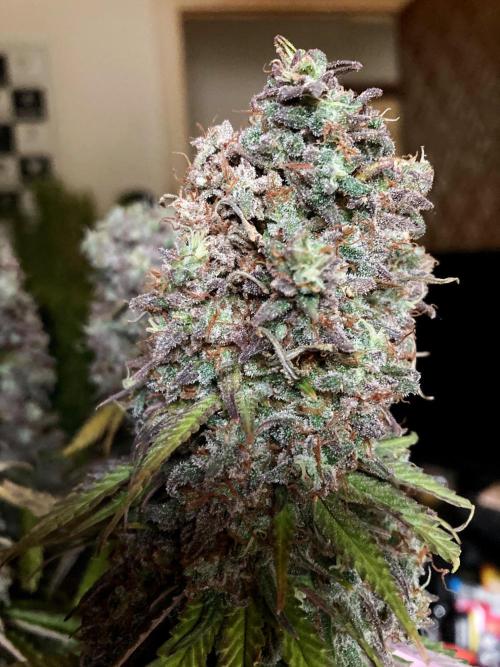 3M 🌟 Bahia Black Head. Week 18