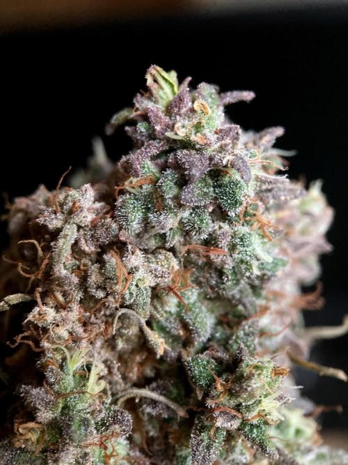 3M 🌟 Bahia Black Head. Week 18