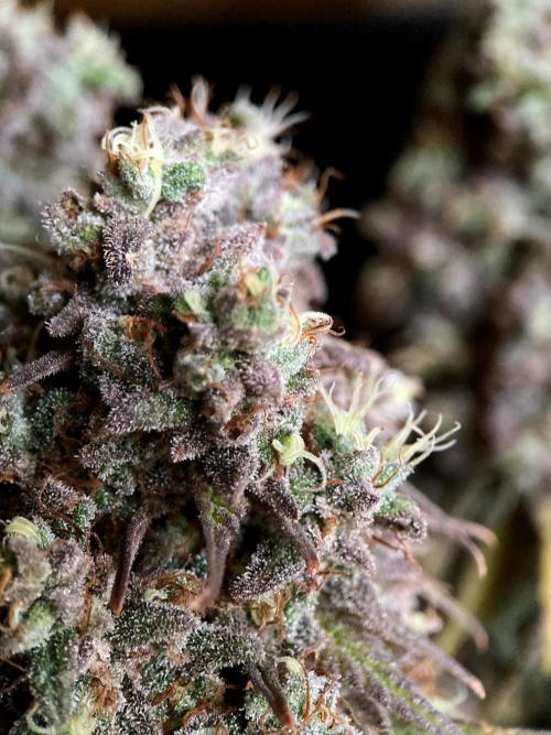 3M 🌟 Bahia Black Head. Week 18