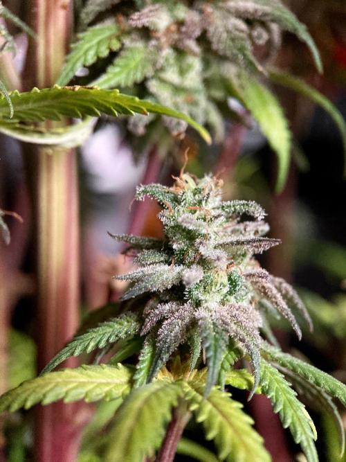 3M 🌟 Bahia Black Head. Week 18