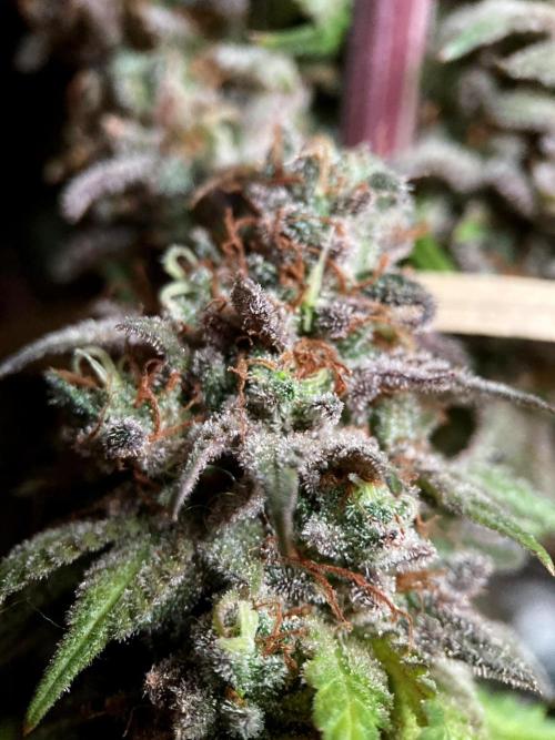 3M 🌟 Bahia Black Head. Week 18