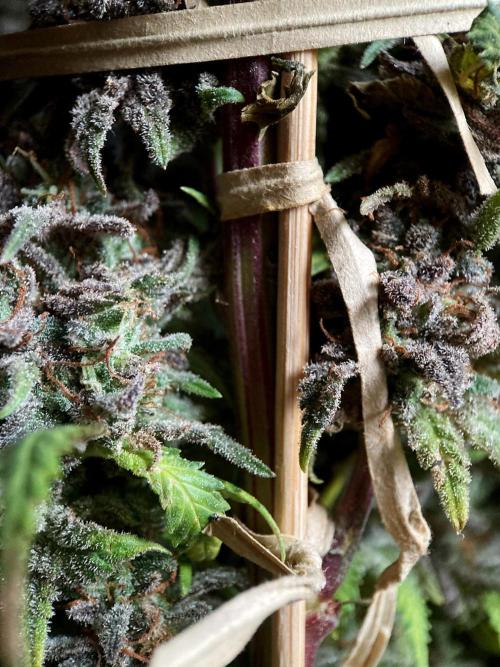 3M 🌟 Bahia Black Head. Week 18