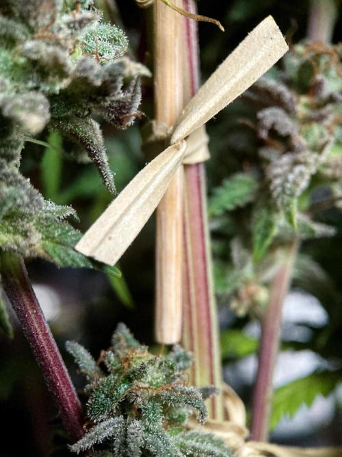 3M 🌟 Bahia Black Head. Week 18