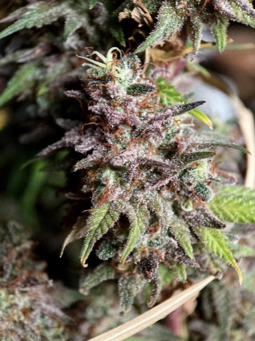 3M 🌟 Bahia Black Head. Week 18