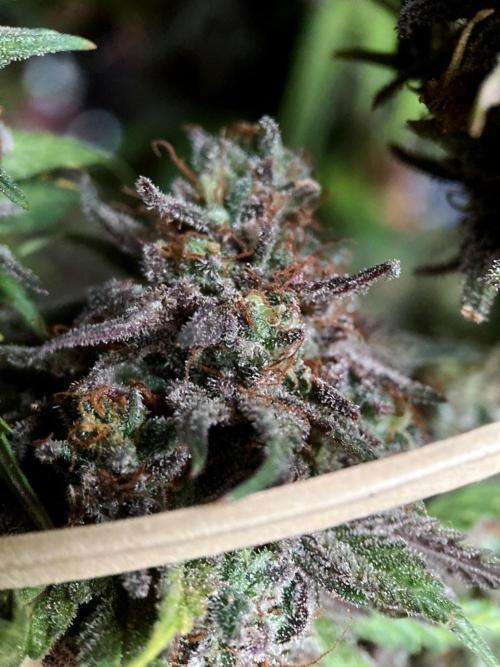 3M 🌟 Bahia Black Head. Week 18