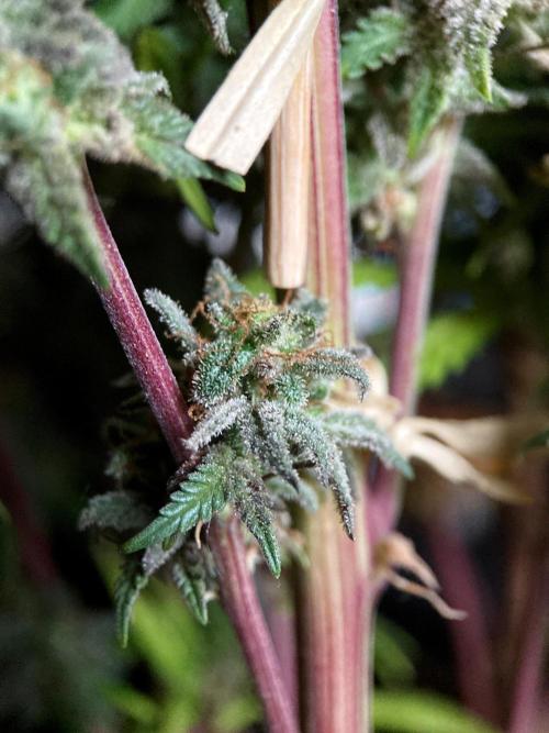 3M 🌟 Bahia Black Head. Week 18