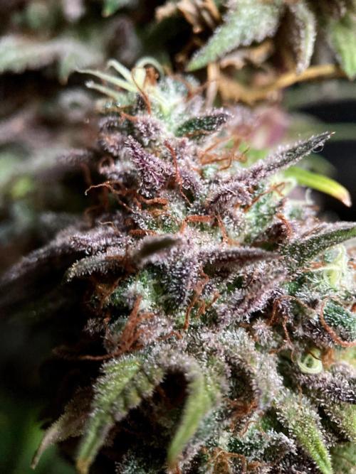 3M 🌟 Bahia Black Head. Week 18