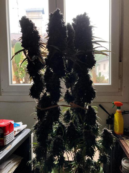 3M 🌟 Bahia Black Head. Week 18