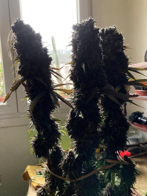 3M 🌟 Bahia Black Head. Week 18