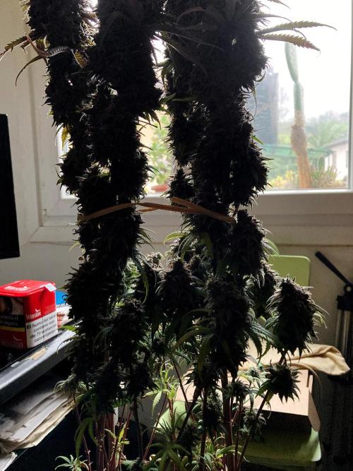 3M 🌟 Bahia Black Head. Week 18