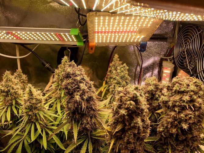 3M 🌟 Bahia Black Head. Week 18