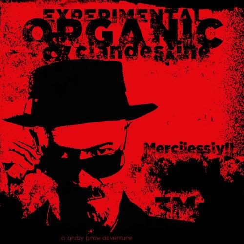 3M 🌟 Bahia Black Head. Week 18