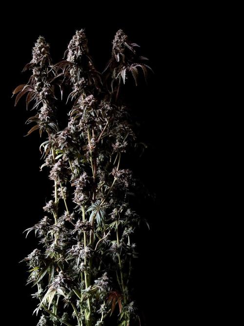 3M 🍋 Black Lemon. Week 18