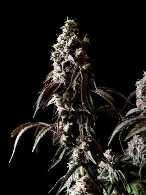 3M 🍋 Black Lemon. Week 18