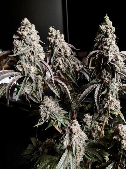 3M 🍋 Black Lemon. Week 18