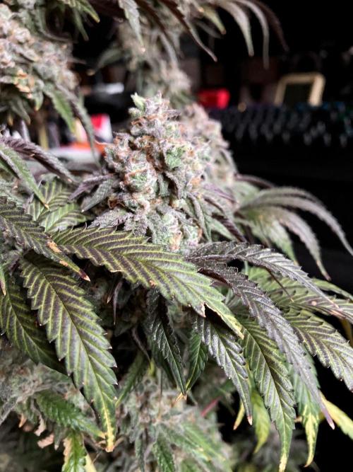 3M 🍋 Black Lemon. Week 18