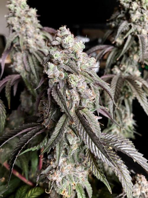 3M 🍋 Black Lemon. Week 18