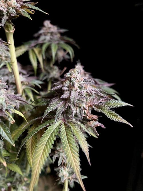 3M 🍋 Black Lemon. Week 18