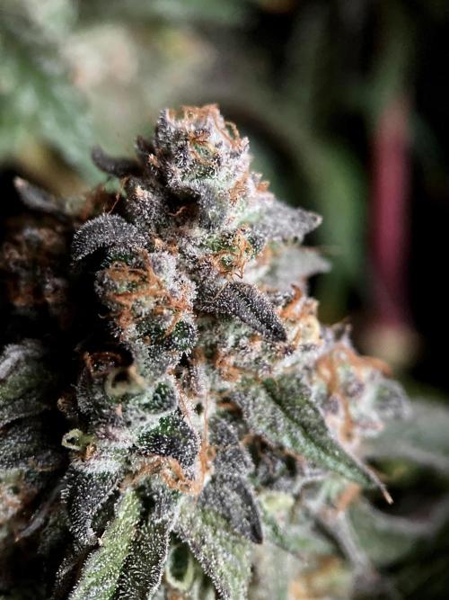 3M 🍋 Black Lemon. Week 18