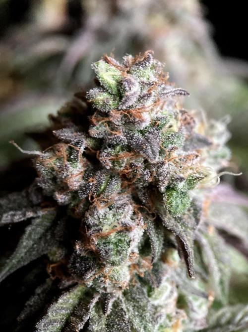 3M 🍋 Black Lemon. Week 18